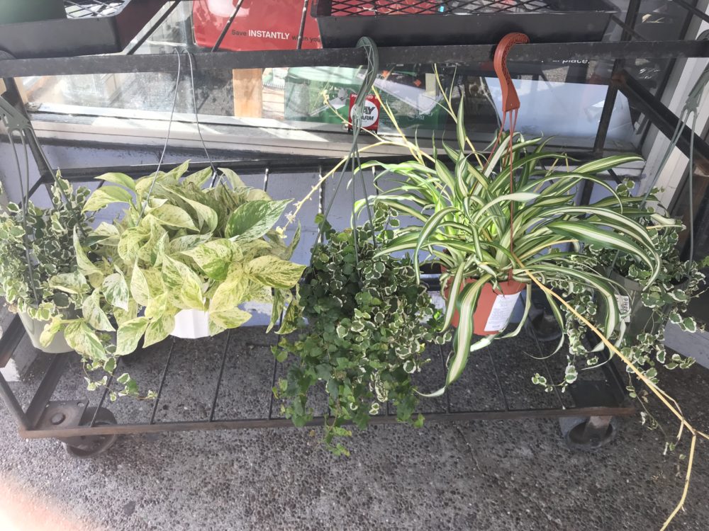 Yes we have houseplants too!