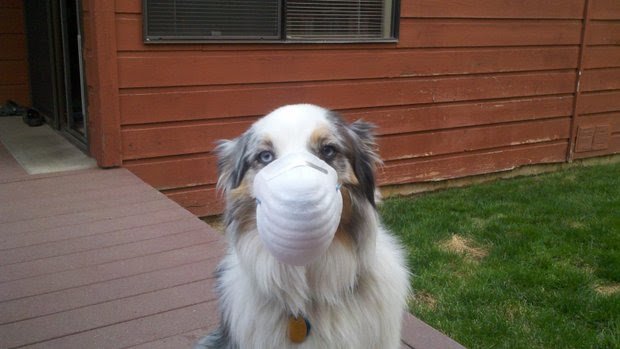 dog-with-mask