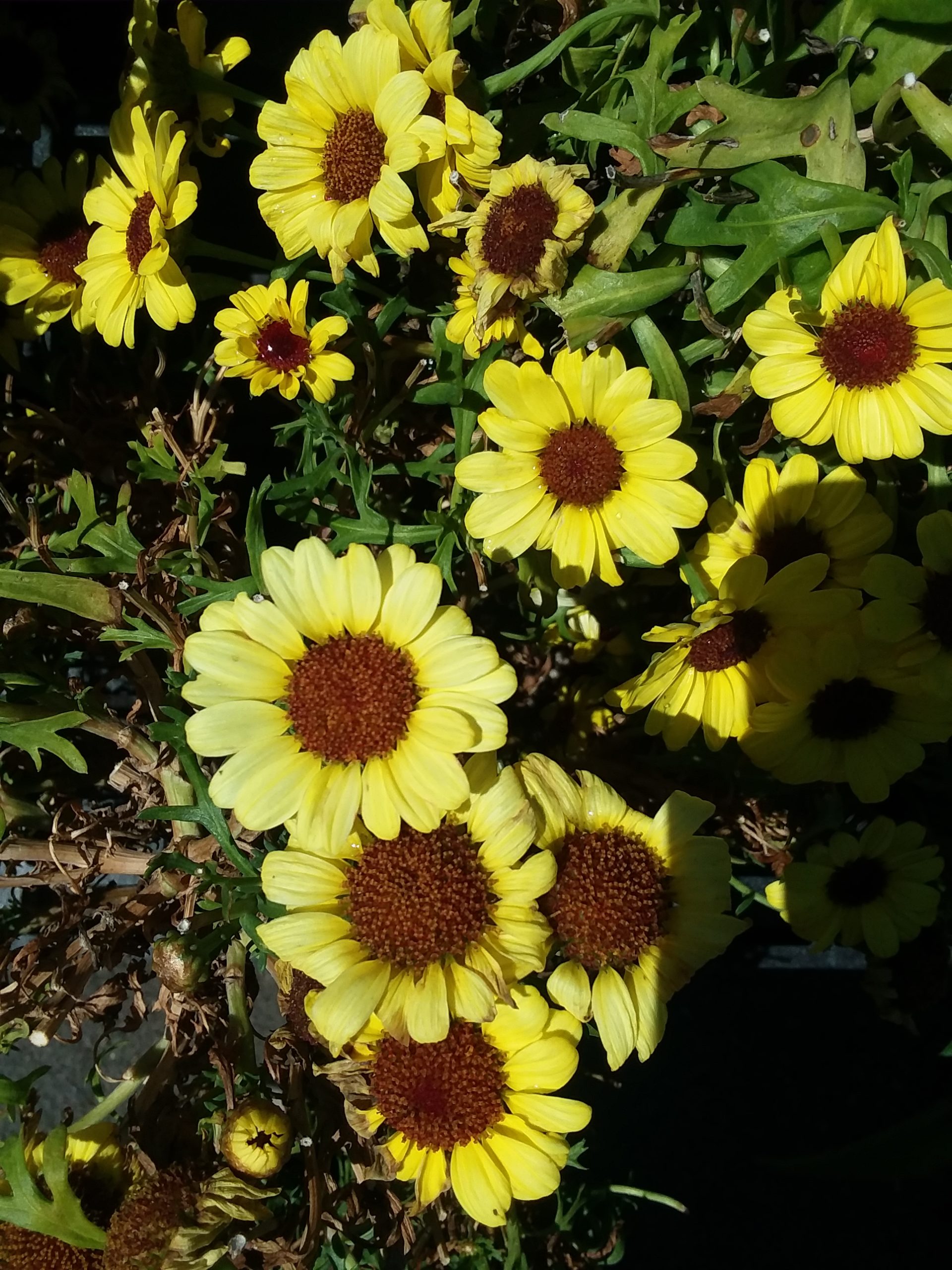 brown eyed susans