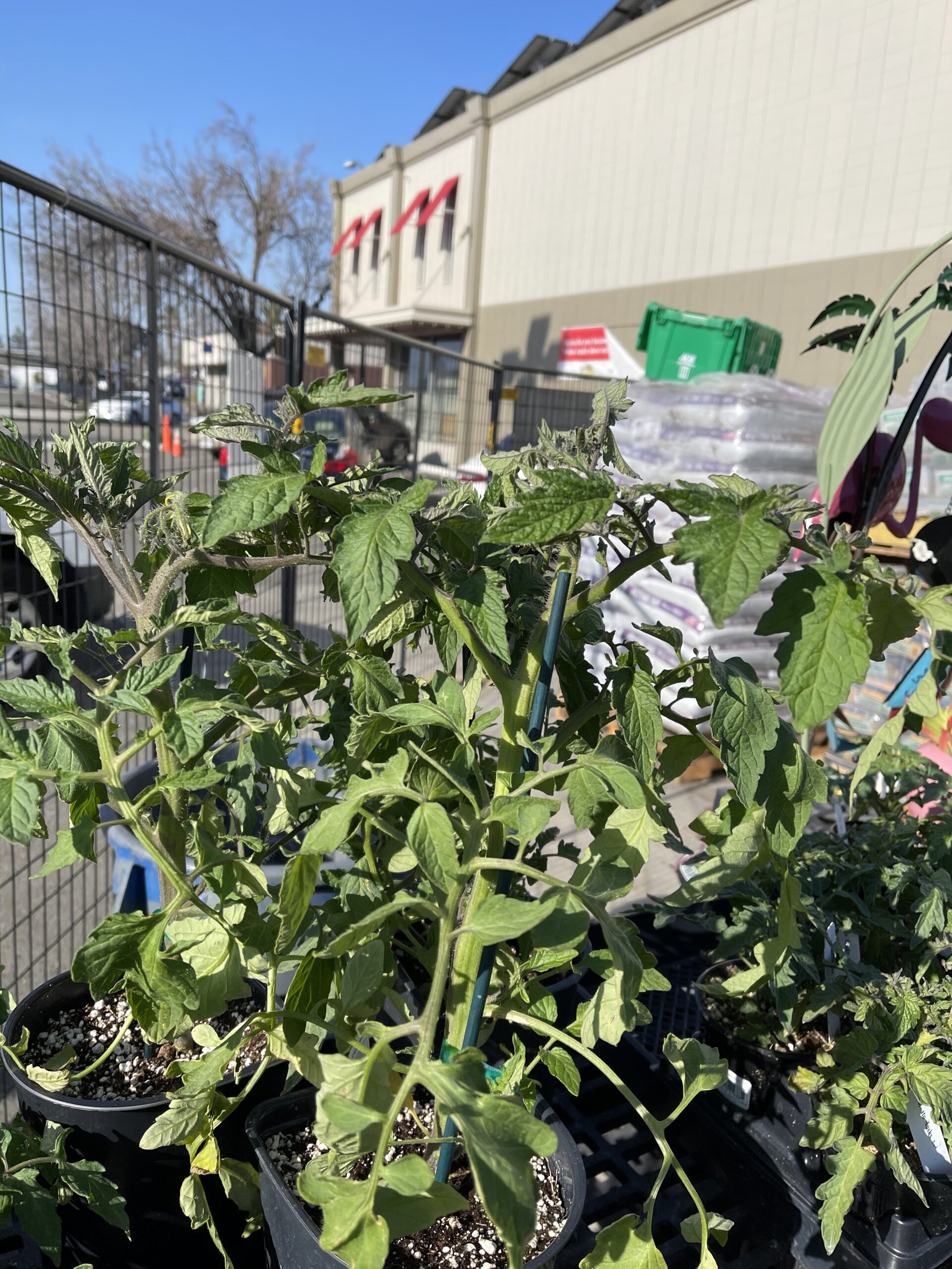 tomatoes at laurel ace